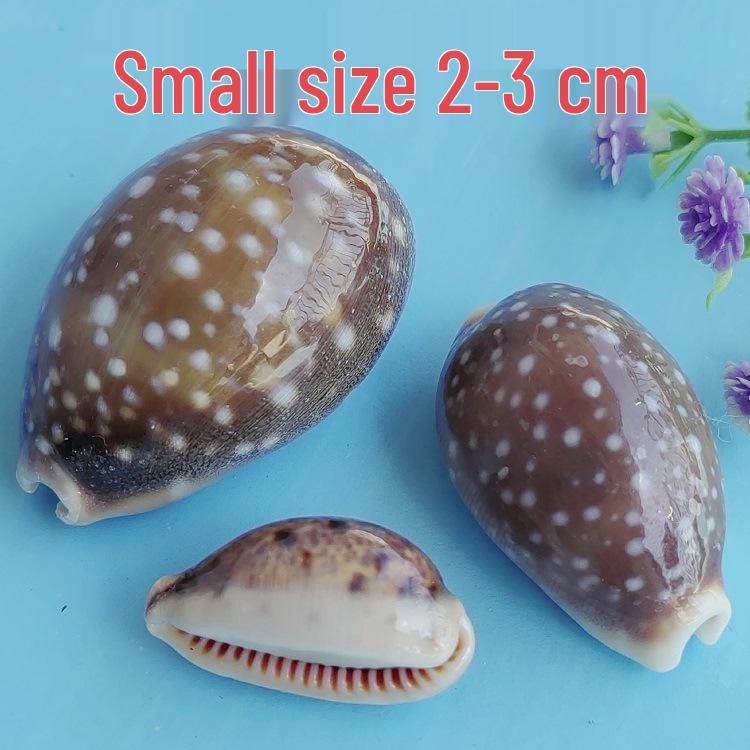 Conch Shells & Starfish for Hermit Crabs: Aquarium Decor & Drift Bottle Accessories
