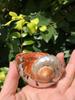 Large South African Abalone Green Seashell Ornament for Aquariums & Hermit Crabs