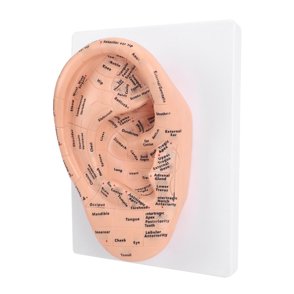 22cm Ohr-Akupunktur-Modell mit klaren Akupunkturpunkten PVC-Ohr-Modell für den Schul- und Laborunterricht