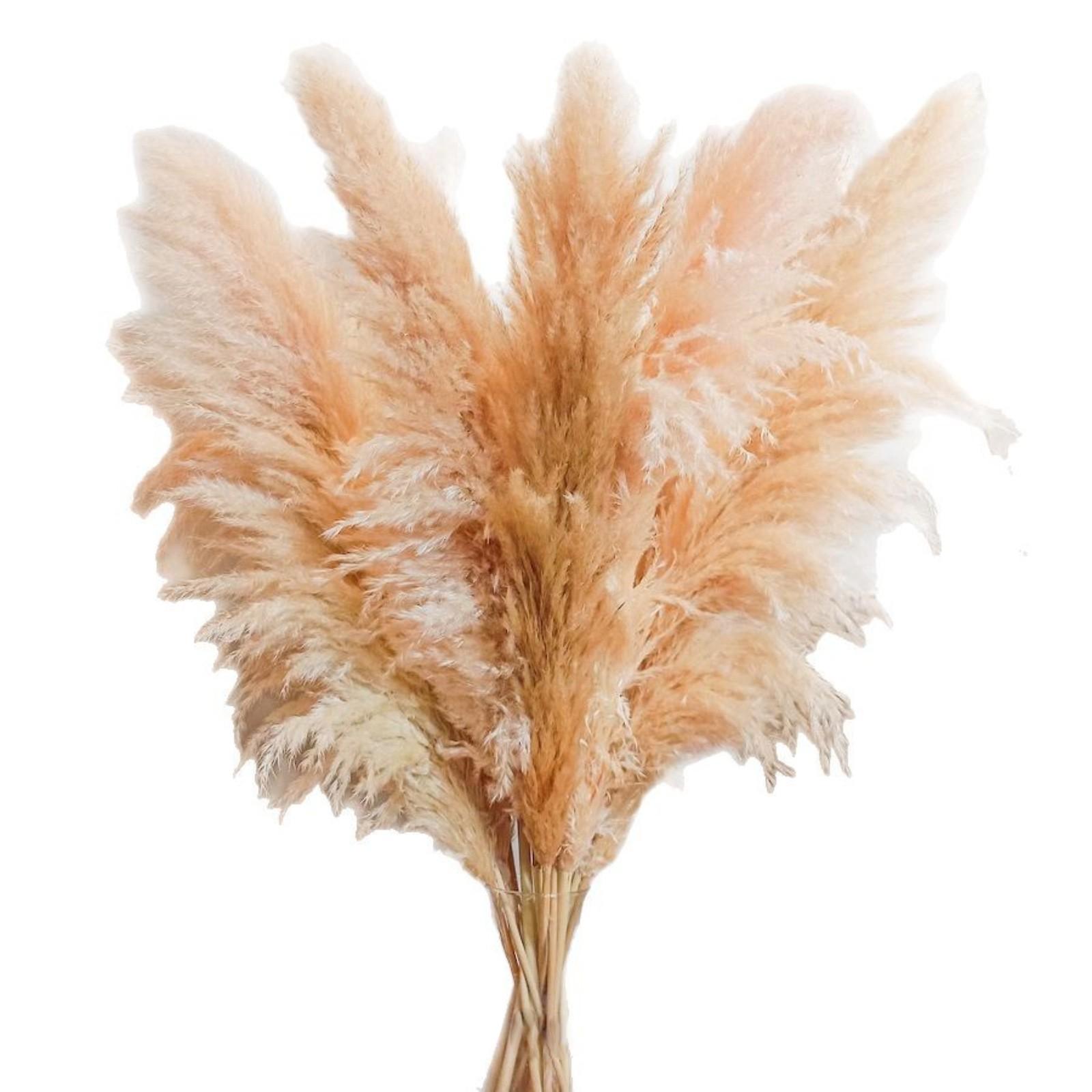 

10 шт. 1 м Большой Пампасная трава Сухоцвет Пампасная трава Натуральная Пампасная трава One Size бежевый