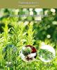 New 500g Bulk Rosemary: Dried Large Leaf, Fragrant Herbal Tea
