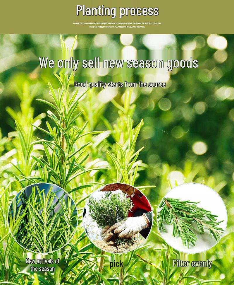 New 500g Bulk Rosemary: Dried Large Leaf, Fragrant Herbal Tea