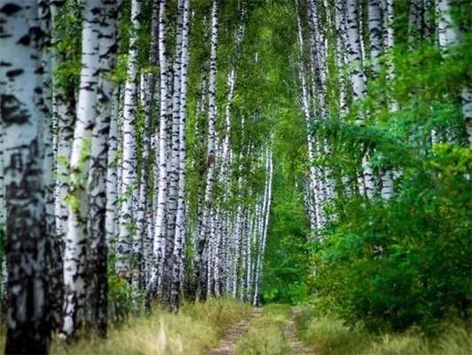 5D DIY diamantová malba Krajina Mozaika Křížkový steh Krajina Diamantové vyšívání Domácí dekorace Řemesla