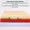 Modelo de Pele Humana para Prática de Injeção Puncture Training Silicone Care Pad Modelo de Treinamento de Simulação Médica Claro Realista