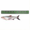 Dark Gray Theme 100cm EVA Foam Fish Measure Ruler Adhesive Tape for Fishing Boat Kayak Cooler Box Angling Ruler Tool Accessory 7