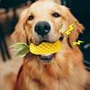 Interactive Pineapples Dog Puzzle Toy Wear-resistant Pet Training Toy Dog Chew Toy  Relieve Boredom