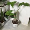 Plant Cages Supports Plastic Moss Pole Automatic Watering Plant Moss Rod Adjustable Water Quantity Plant Moss Support Column