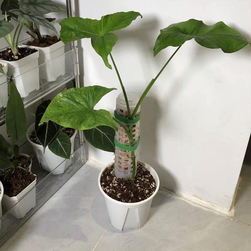 Plant Cages Supports Plastic Moss Pole Automatic Watering Plant Moss Rod Adjustable Water Quantity Plant Moss Support Column