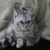 Cat Eye-wear Photos Props Accessories Cosplay Glasses Clear Lens Round Funny Clear Lens Round Glass Gift for Pet Puppy