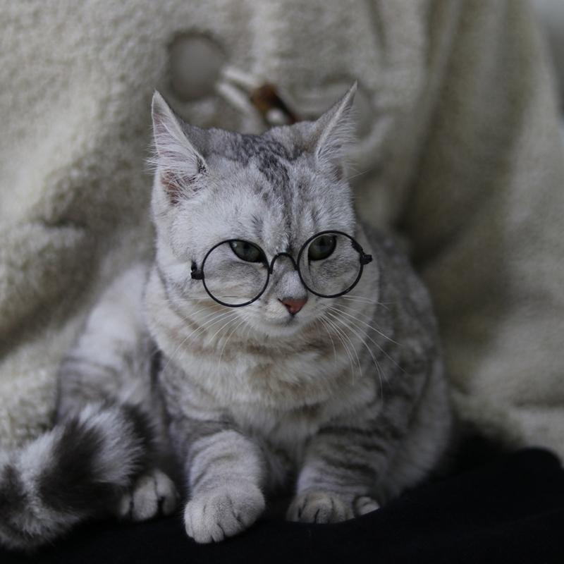 Cat Eye-wear Photos Props Accessories Cosplay Glasses Clear Lens Round Funny Clear Lens Round Glass Gift for Pet Puppy