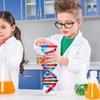 NUOBESTY Double Helix DNA Model Kit DNA Structure Models Human Genes Learning Kit for Biological Teaching Prop