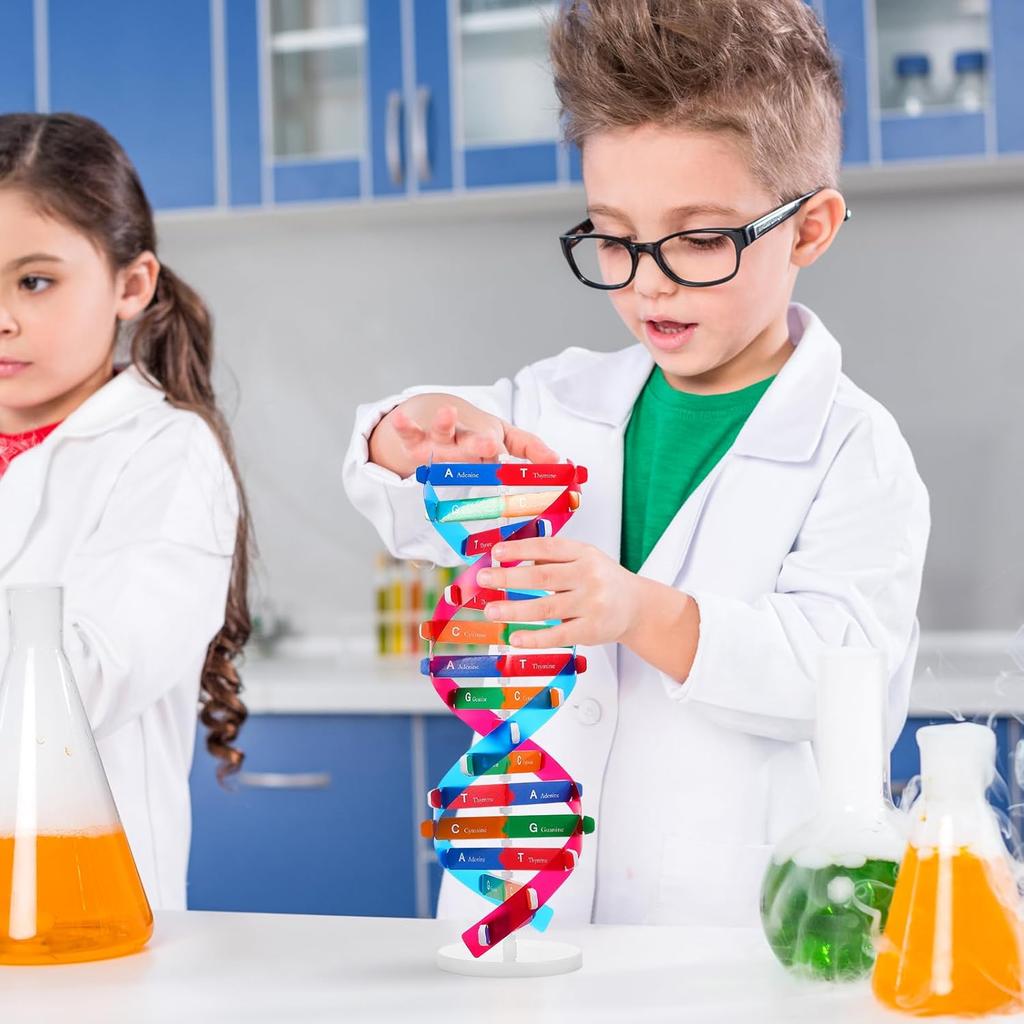NUOBESTY Double Helix DNA Model Kit DNA Structure Models Human Genes Learning Kit for Biological Teaching Prop