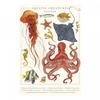 Tall Boy Prints Aquatic Creatures Print
