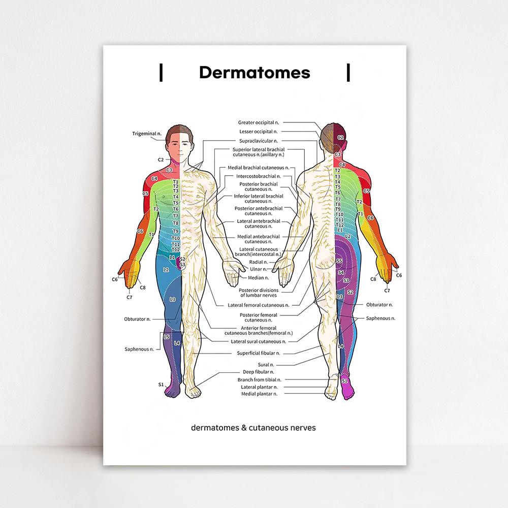 Gráfico de Dermatomas y Nervios Cutáneos Póster de Anatomía para Estudio Médico y Enseñanza Decoración de Pared Artística Póster para el Hogar