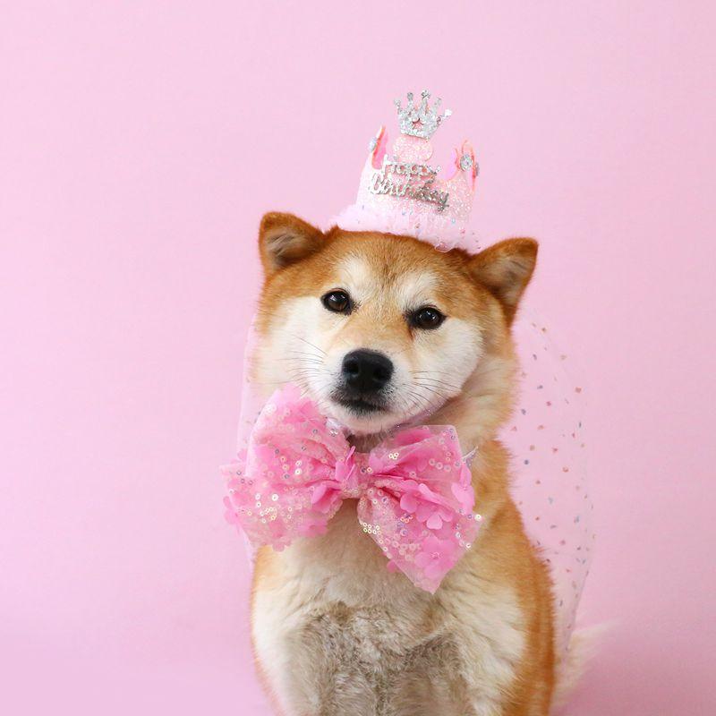 Pet Birthday Hat Bib Party Hat Cat Puppy Lace Saliva Towel Dog Bandana Scarf Dog Birthday Dress Up Photography Props Supplies