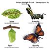 Pediatric Learning Model: Plastic Animal Growth Cycles - Frog, Butterfly, Rooster, Sea Turtle, Chinese Horseshoe Crab