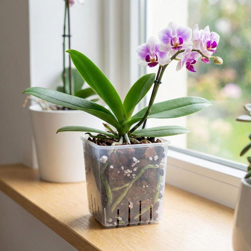 Square Clear Flower Pots Ventilated Drainage Holes Root Control Pot Orchid Plant Grow Pot with Trays Thickened Plastic