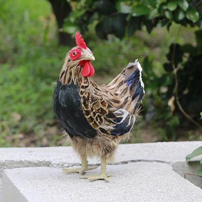 Chicken Yard Decor 9.4 Inch Chicken Lawn Ornaments Garden Decoration For Home Garden Walkway Farm Patio Lawn Porch Landscaping