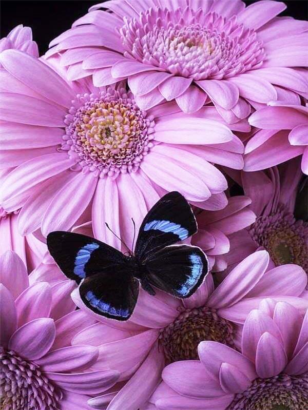 5D Diamond Painting Butterfly Cross Stitch Kit Full Drill Diamond Embroidery Flower Mosaic Daisy Rhinestone Handmade Gift