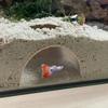 Shrimp Breeding Protector Cave Aquarium Tunnel Play And Rest Fish Tank Creative-Landscape Ornaments