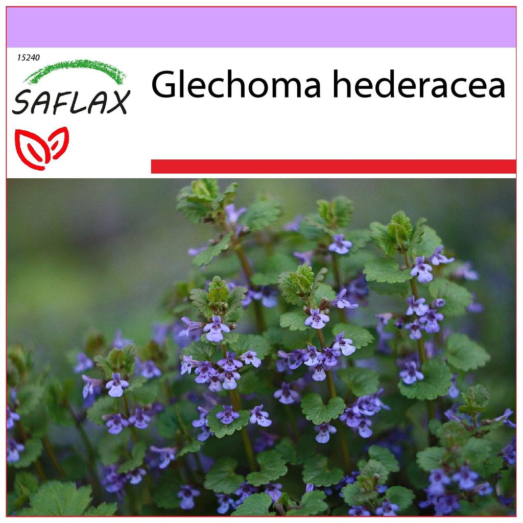 SAFLAX Gemahlener Efeu  75 Samen  Glechoma hederacea gnstig kaufen   Preis, kostenloser Versand, echte Bewertungen mit Fotos  Joom
