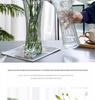 Extra Large Transparent Glass Vase for Hydroponic Bamboo & Fresh Flower Arrangements