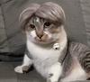 Interesting Pet Wig Universal Cat Dog Bangs Bob Wig Head Cover for Cosplay Halloween Christmas Role-playing Fashion Fun Pet Hair