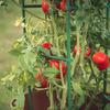 Diy Plant Supports Vegetable Growing Frame Tomato Pole Plastic-Coated Steel Trellis 80/120/160Cm Height 11Mm Thick Plant Stakes