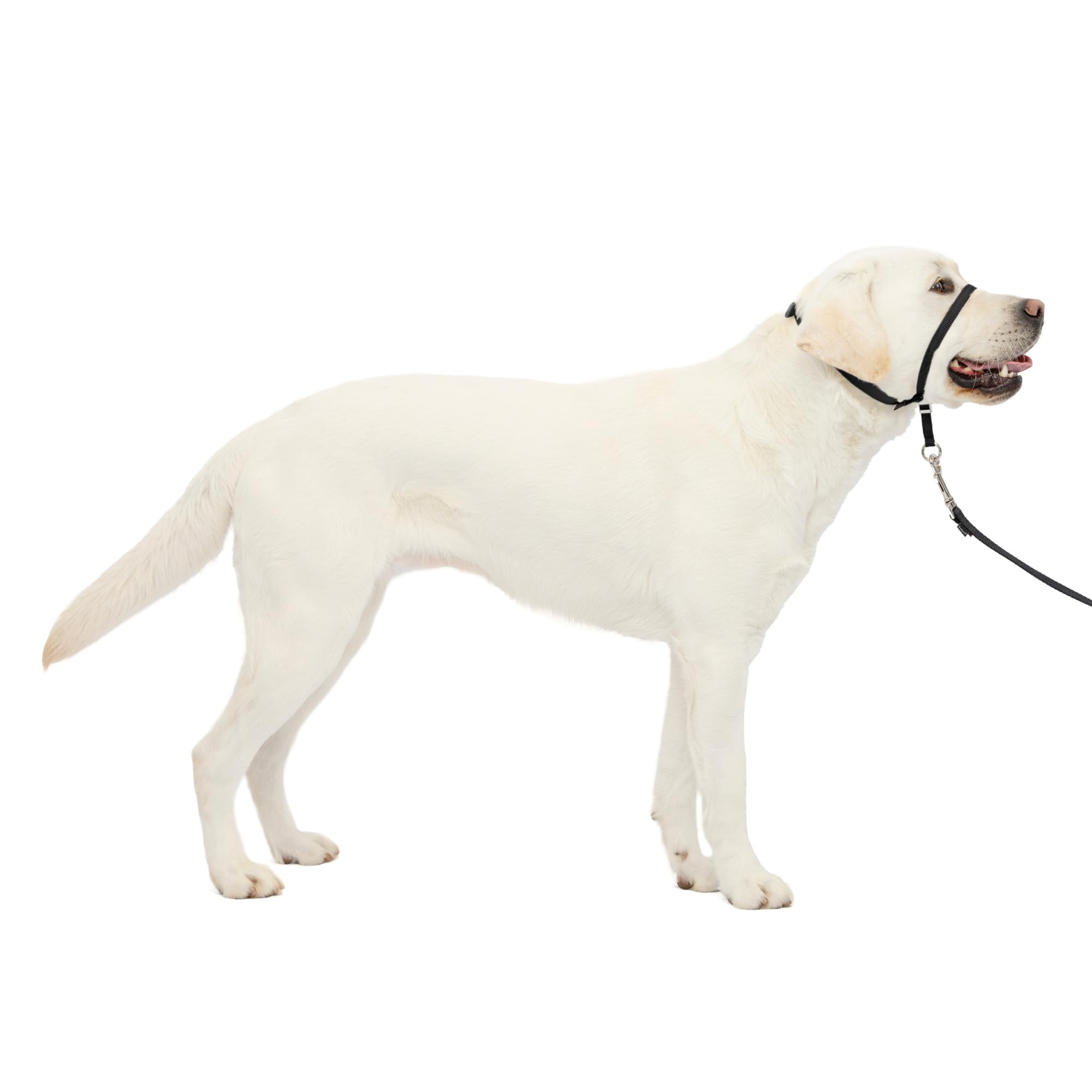 

Поводок-недоуздок PetSafe Gentle Leader для собак против тяги - Для прогулок и дрессировки [Черный, Размер L]
