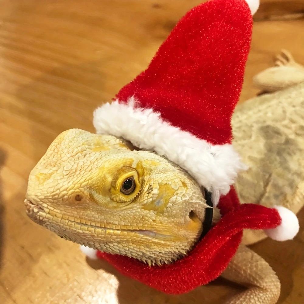 

Lizard Christmas Hat And Scarf For Turtle Pet Snake Dragon Small Animal Costume красный
