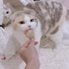 Toy Catnip Mice Cats Toys Fun Plush Mouse Cat Toy For Kitten