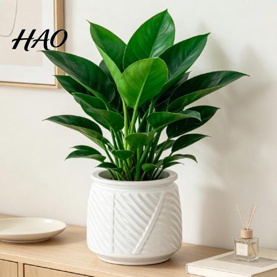 Small Flower Pot for Desk Self Watering Planter with Wick Rope Indoor Plants, Double Layer Modern Decorative Container Transparent Hydroponic Planter,