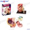 4D Human Anatomy Model: Brain, Heart, Eye, Ear, Pelvis, Knee, Muscle