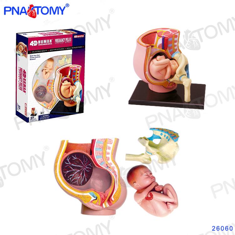 4D Human Anatomy Model: Brain, Heart, Eye, Ear, Pelvis, Knee, Muscle