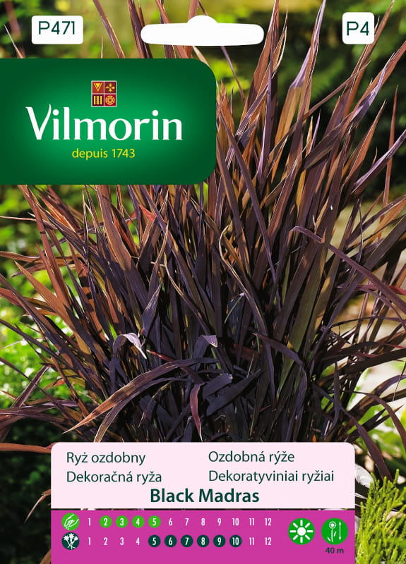 Black Madras Ornamental Rice Seeds 1g - VILMORIN