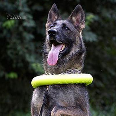 Hundespielzeug, leicht, schwimmend, Kauspielzeug für Haustiere, bissfest, interaktiver Hundetrainingsring für den Außenbereich