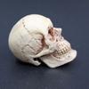 Mini Artificial Skull For Anatomical Scenes Perfect For Home Decor And Gifts