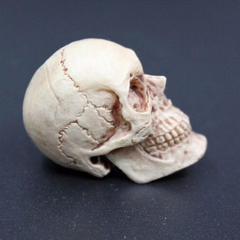 Mini Artificial Skull For Anatomical Scenes Perfect For Home Decor And Gifts