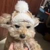 Warm Cat Flying Hat Lamb Fur Windproof Dog Cap Fashion Fluffy Dog Hat  Outdoor Activities