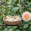 Small Animal Ornament for Plants Hanging Basket Cat Statue, Cute Sleeping Kitten Figurine, Whimsical Garden Decor Resin Outdoor Patio Porch Decoration