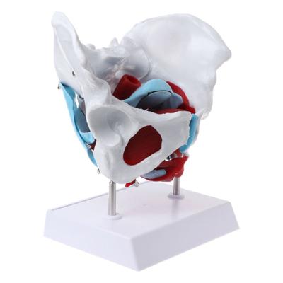 Female Pelvis Pelvic Floor Muscle Model Uterus Ovary Muscle Teaching Resources Educational Removable