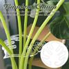 Reusable Plastic Plant Support Clamps - Invisible Turtle Shell Design - Clear Stem Holder Set for Flower, Herb, and Vegetable Growth Support - Garden