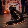 Dlouhý Segmentovaný Kočičí Více Nohý Stonožka Oblečení Domácí Mazlíček Transformace Cosplay Halloweenské Téma