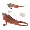 Iguana Life Cycle Model Set Growth Lifelike PVC Plastic Toy Early Education Animal Figures