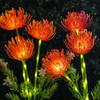 Outdoor Solar Shore Flower Lights, Waterproof LED Garden Stake Lamps, Decorative Landscape Lighting for Courtyard Lawn Patio Yard Decor