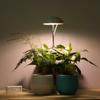 Neoglint LED lampa na pěstování rostlin v květináči Plné spektrum světla pro pěstování rostlin Výplň světla Nastavitelná výška