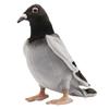 HANSA Pigeon BH6299 29