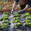 VEVOR 4.27m x 18.29m Premium Heavy Duty Weed Barrier Landscape Fabric, 142 g Woven Geotextile Fabric Under Gravel