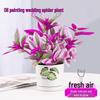 Wedding Lily of the Valley Rouge Cloud Succulents: Indoor Office Flowers & Desktop Green Plants