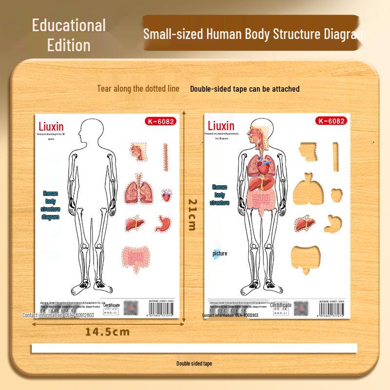A5 Human Organ Structure Model: DIY Science Kit for Elementary School Teaching